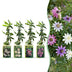 12x Passiflora Rainbow (Regenbogen-Passionsblume) - 35cm - Ø9cm Bild 1