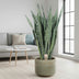 Sansevieria Zeylanica - 110 cm - Ø35 | Pflegeleichte Zimmerpflanze Bild 3
