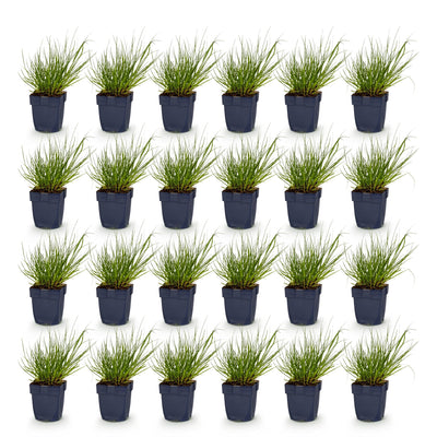 Green boutiQ - Gräser - Panicum virg. Northwind - Prairiegras - Mit Blüte - Grün - 24 Pflanzen - Topf 11cm - Höhe 15-25cm