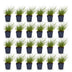 Green boutiQ - Gräser - Panicum virg. Northwind - Prairiegras - Mit Blüte - Grün - 1 Pflanze - Topf 11cm - Höhe 15-25cm Bild 2