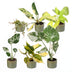 Baby Tropical Mix: 6x Exotische Zimmerpflanzen im Ø6cm Topf Bild 2