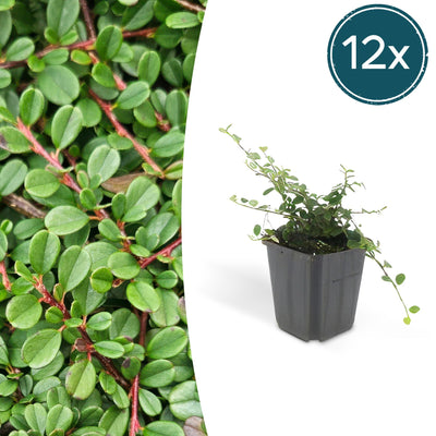 Cotoneaster 'Streib's Findling' 12x (10-25cm, Ø9cm)