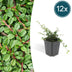 Cotoneaster 'Streib's Findling' 12x (10-25cm, Ø9cm) Bild 1