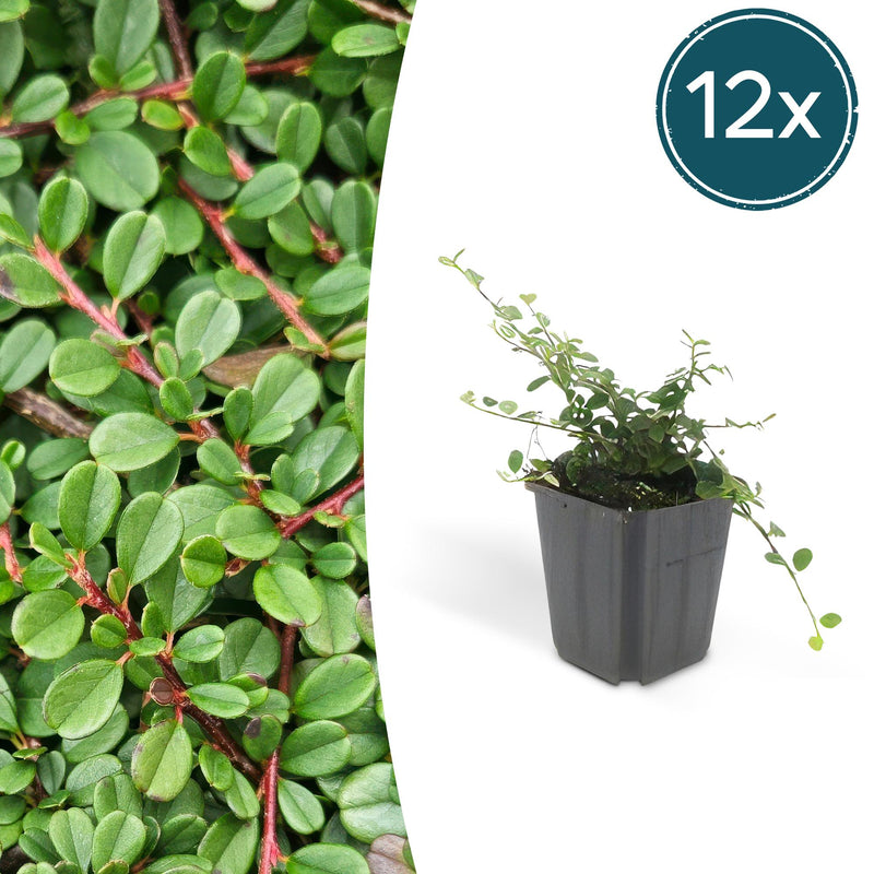 Cotoneaster 'Streib's Findling' 12x (10-25cm, Ø9cm)