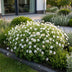 Green boutiQ - Perennial - Geranium sang. Album - Crane's Bill - Ground Covering - White - 6 Plants - Pot 11cm - Height 15-25cm Bild 6