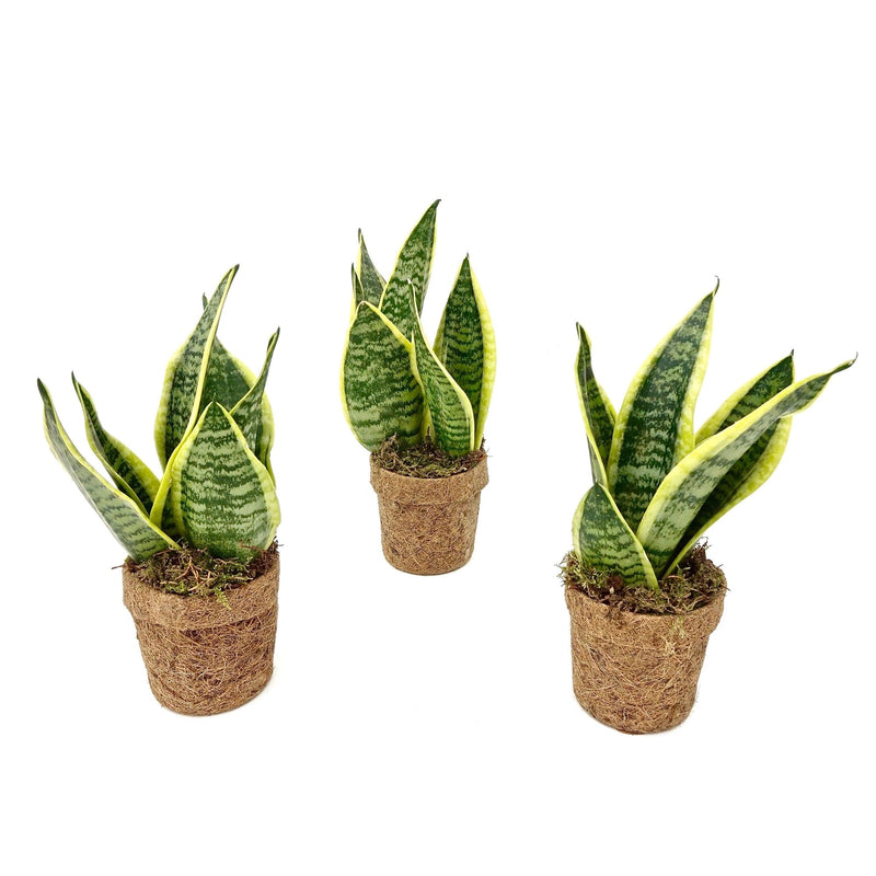 Kokopot Sansevieria Yellow - Ø10 cm