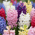 20x Hyacinthus mix - Mixed Hyacinth - Miscellaneous - Spring bloomer - Bulb size 14/15 Bild 1