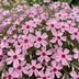 Green boutiQ - Stauden - Phlox Rosette - Flammenblume - Bodendecker - Rosa - 1 Pflanze - Topf 11cm - Höhe 15-25cm Bild 10