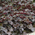 48x Heuchera mic. 'Palace Purple' - 10-25cm - Ø9cm Bild 5