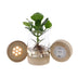 Clusia im Glas mit LED - Ø12cm - 30cm Bild 1