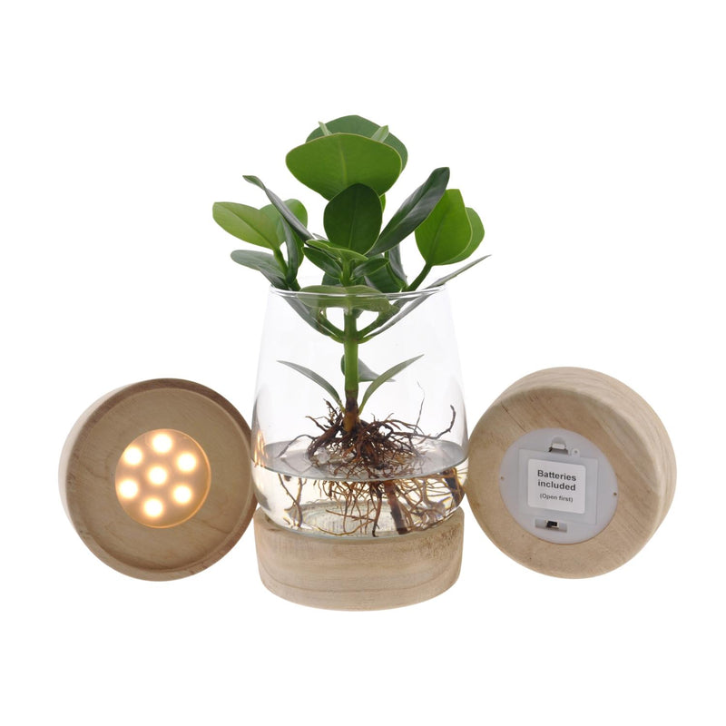 Clusia im Glas mit LED - Ø12cm - 30cm