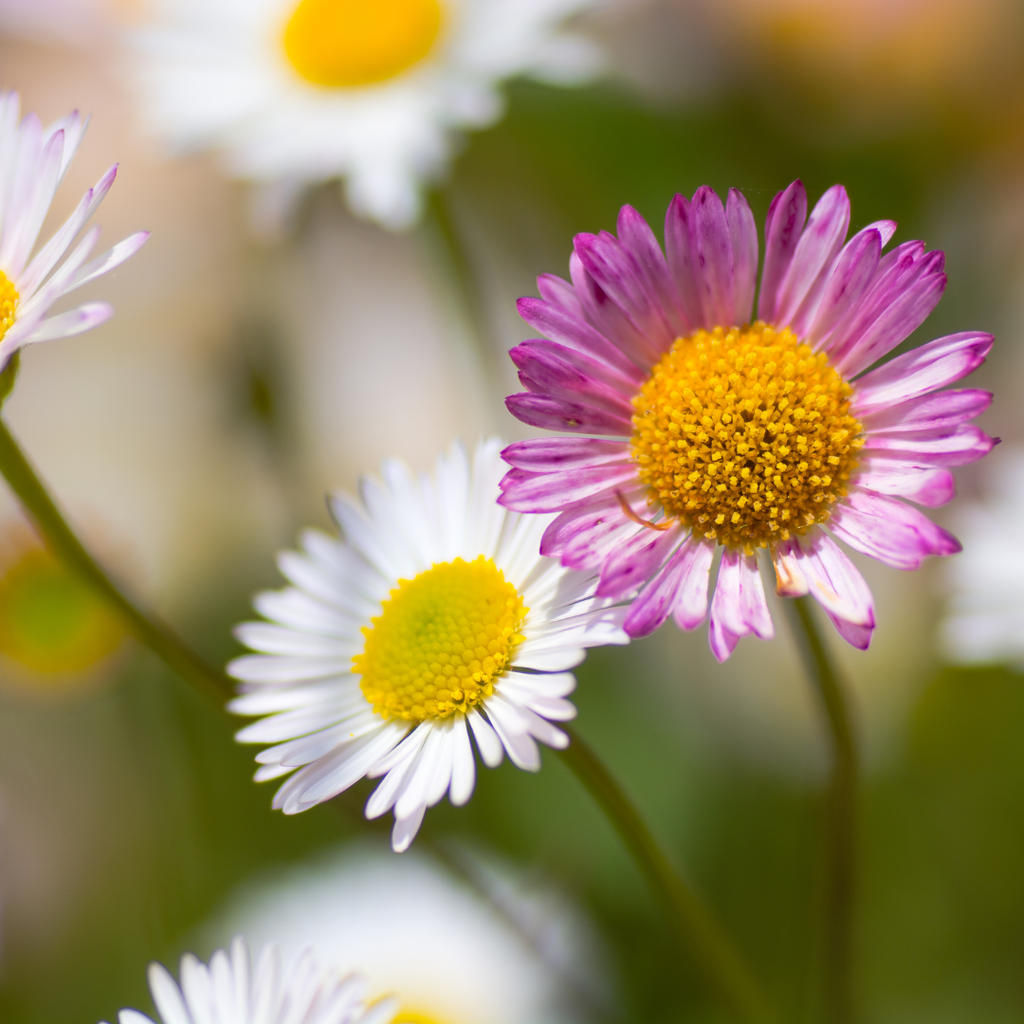 12x Karvinskis Gänseblümchen (Erigeron karvinskianus) 10-25cm