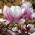 Magnolia soulangeana 'Blüte Rosa' – 3 Pflanzen im 12cm Topf Bild 6