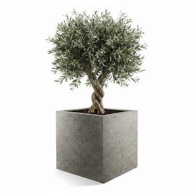 Concrete Planter Grigio Cube D50xH50 - Modern & Stylish