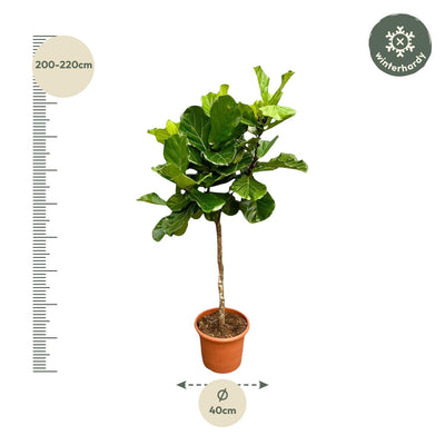 Ficus Lyrata Baum XXL, 200 cm, Geigenfeige, Große Blätter