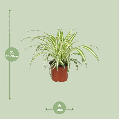 Chlorophytum (Grünlilie) im 12cm Topf, 25cm hoch – Pflegeleicht