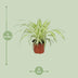 Spider Plant (Chlorophytum) in 12cm pot, 25cm high – Easy to care for Bild 2