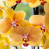 Kolibri Orchidee Niagara Falls mit Poppy-Übertopf peach Bild 4
