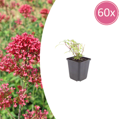 Rote Spornblume 'Coccineus' – 10-25cm, Ø9cm