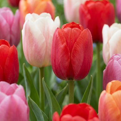 15x Tulpe Glowing with Pride Zwiebeln, Blütezeit April-Mai, Größe 11/12