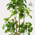 Kunstbaum Polyscias (Aralia) 160 cm Bild 3