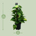 Scindapsus (Epipremnum) - Grünpflanze, Ø15cm, ca. 50cm hoch Bild 2