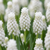 100x Muscari White Magic - Weiße Traubenhyazinthe - Zwiebelgröße 6/7 Bild 1