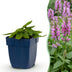 Green boutiQ - Stauden - Stachys off. Ukkie - Hasenohr - Steingartenpflanzen - Rosa - 24 Pflanzen - Topf 11cm - Höhe 15-25cm Bild 1