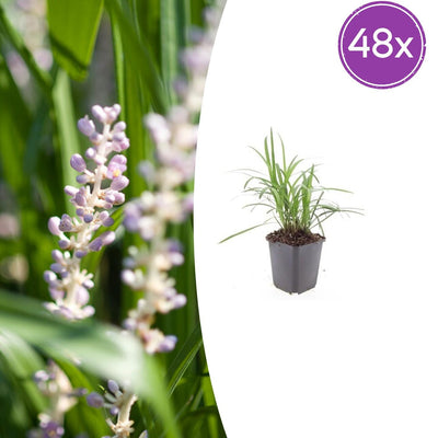 48x Liriope muscari 'Moneymaker' - 10-25cm hoch, Ø9cm Topf