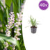 48x Liriope muscari 'Moneymaker' - 10-25cm hoch, Ø9cm Topf Bild 1