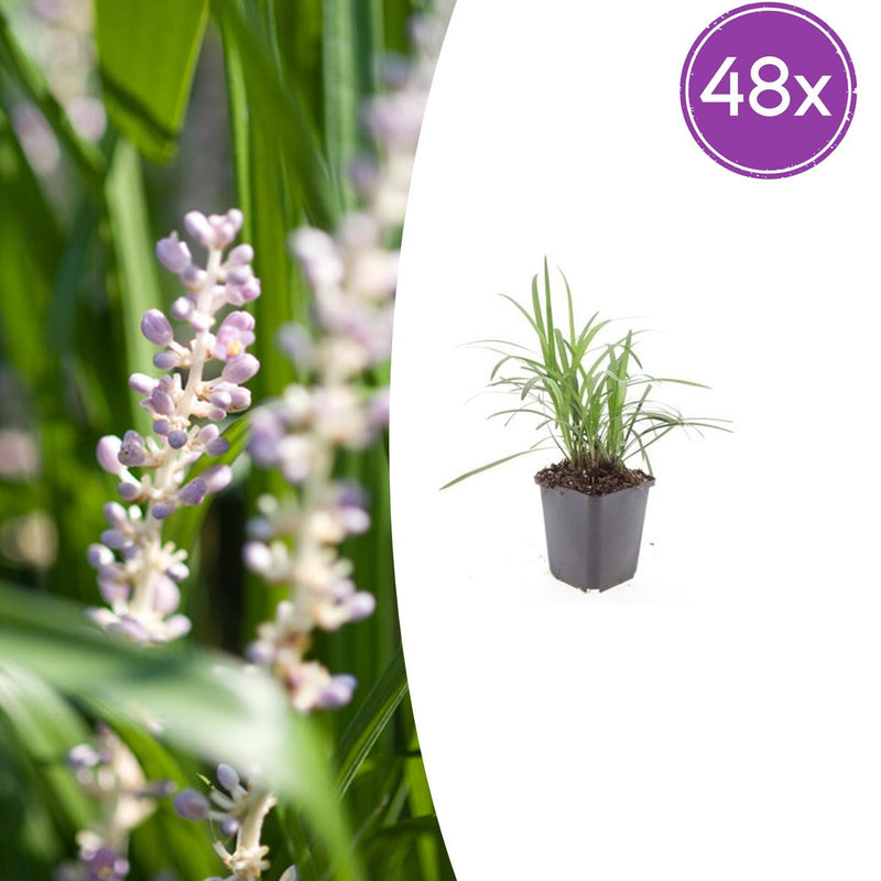 48x Liriope muscari 'Moneymaker' - 10-25cm hoch, Ø9cm Topf
