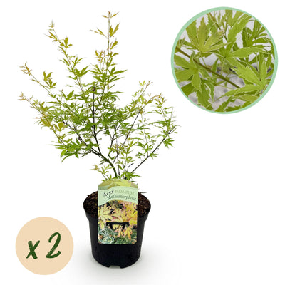 Japanischer Ahorn 'Methamorphosa' – 2 Pflanzen für Balkon & Beet