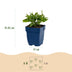 Green boutiQ - Perennial - Salvia nem. Sense Deepl Blue - Sage - Bee and Butterfly Attractors - Purple - 3 Plants - Pot 11cm - Height 15-25cm Bild 1