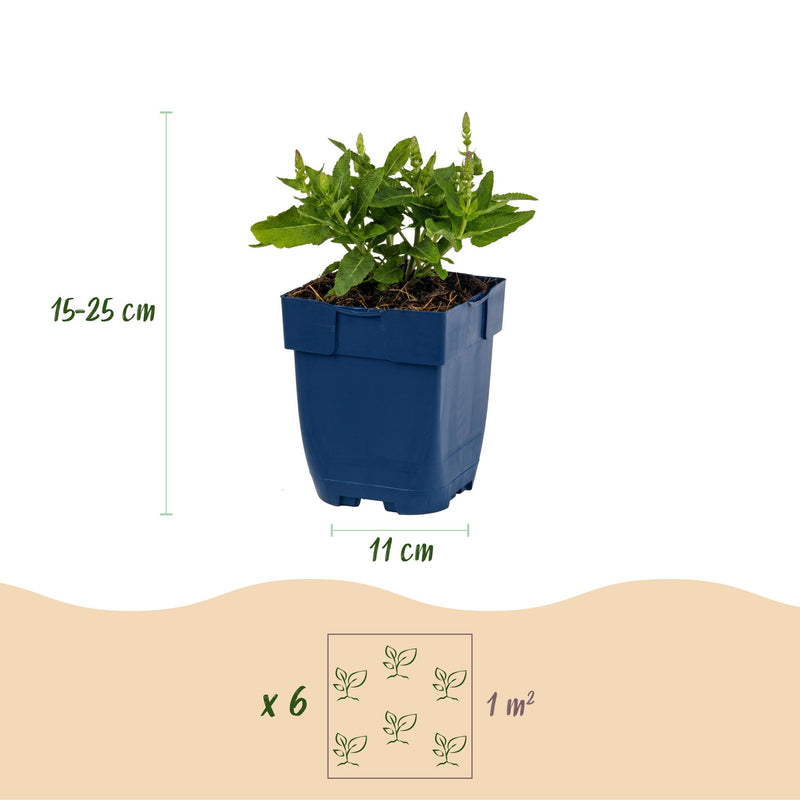 Green boutiQ - Perennial - Salvia nem. Sense Deepl Blue - Sage - Bee and Butterfly Attractors - Purple - 3 Plants - Pot 11cm - Height 15-25cm