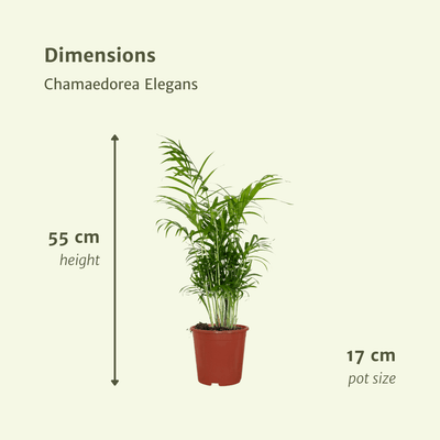 Chamaedorea Elegans (Mexikanische Bergpalme) - 2er Set, Ø17cm, ↕55cm