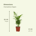 Chamaedorea Elegans (Mexikanische Bergpalme) - 2er Set, Ø17cm, ↕55cm Bild 2