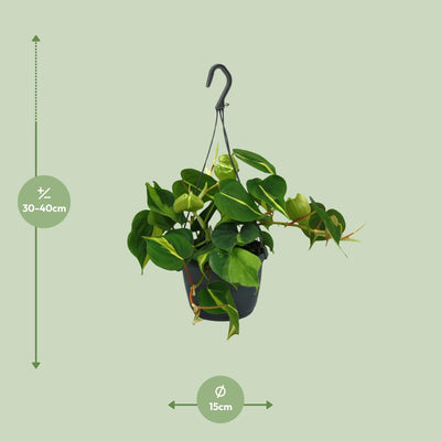 Philodendron Scandens Brasil - 15cm Topf, 35cm hoch