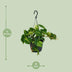 Philodendron Scandens Brasil - 15cm pot, 35cm tall Bild 2