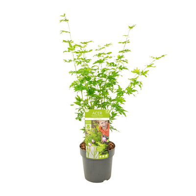 Acer palmatum 'Going Green' - Japanischer Fächerahorn, Ø19cm, ↕50cm