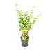 Acer palmatum 'Going Green' - Japanischer Fächerahorn, Ø19cm, ↕50cm Bild 1