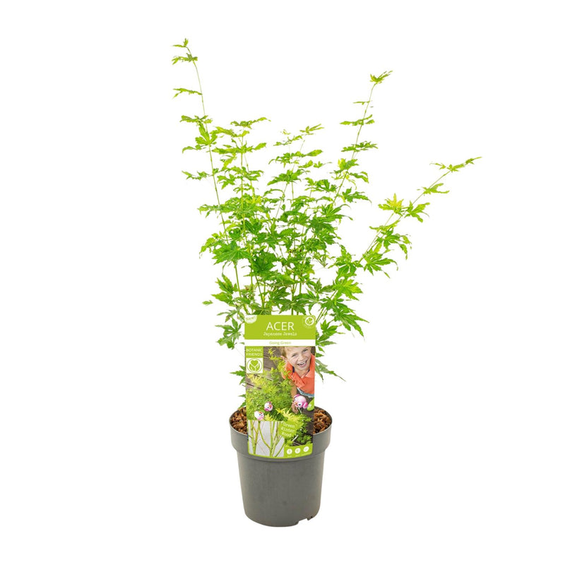 Acer palmatum 'Going Green' - Japanischer Fächerahorn, Ø19cm, ↕50cm