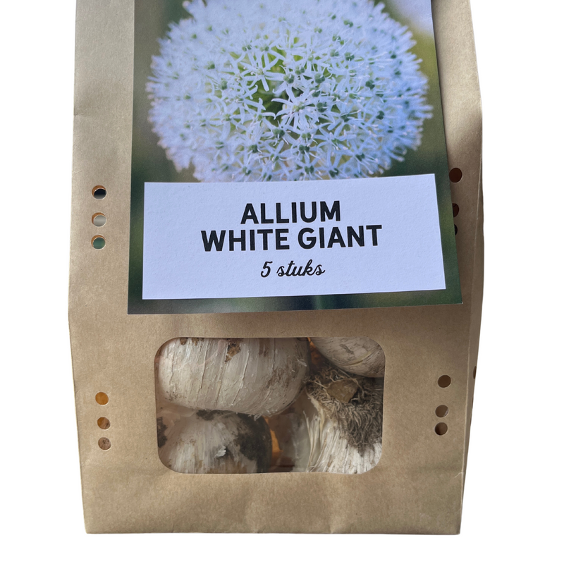 White Giant Allium Bulbs: 5 Pieces for Magnificent Garden Blooms
