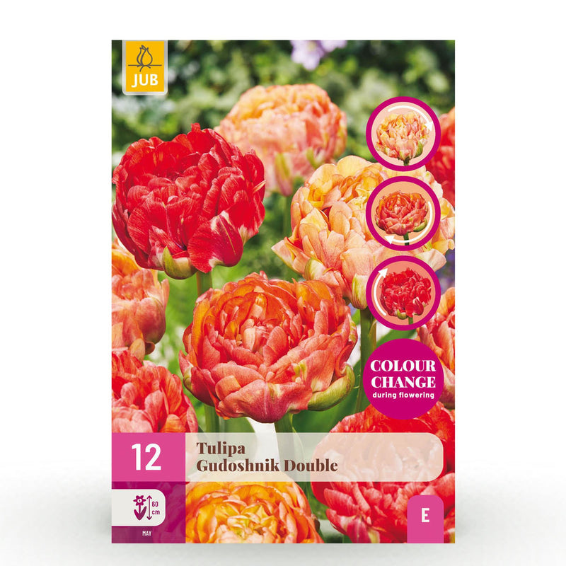 GreenboutiQ - Flower Bulbs - Tulip Gudoshnik Double - Bulbs Hardy Perennial - Double-flowered - 12 Pieces - Bulb size 11/12 - XXL Pack