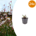 24x Gaura 'Siskiyou Pink' Staude, 10-25cm, Ø9cm Bild 1