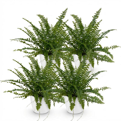 Nephrolepis exaltata 'Green Lady' Farn - 4 Pflanzen, Haustierfreundlich