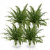 Nephrolepis exaltata 'Green Lady' Farn - 4 Pflanzen, Haustierfreundlich Bild 2