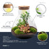 DIY Pflanzen-Terrarium mit LED-Licht: Bonsai Sam XL, Ø 30cm Bild 2