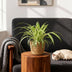 Bunte Graslilie 'Chlorophytum comosum Variegatum', 2 Pflanzen im Korb Bild 4