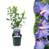 Hibiskus 'Oiseau Blue' – Blauer Blütenstrauch, pflegeleicht, 45cm Bild 1