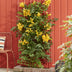 Campsis Summer Jazz 'Gold Trumpet' Gelb - Trompetenblume, 65cm Bild 6